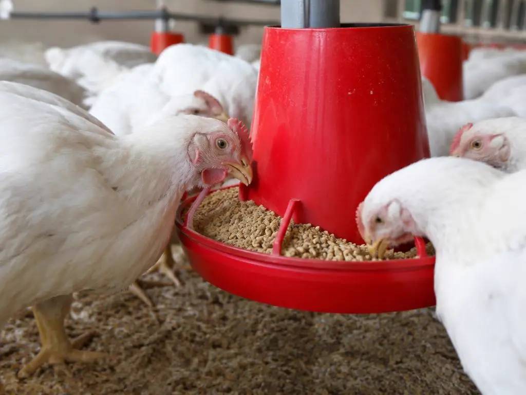 Broiler chickens at a feeder