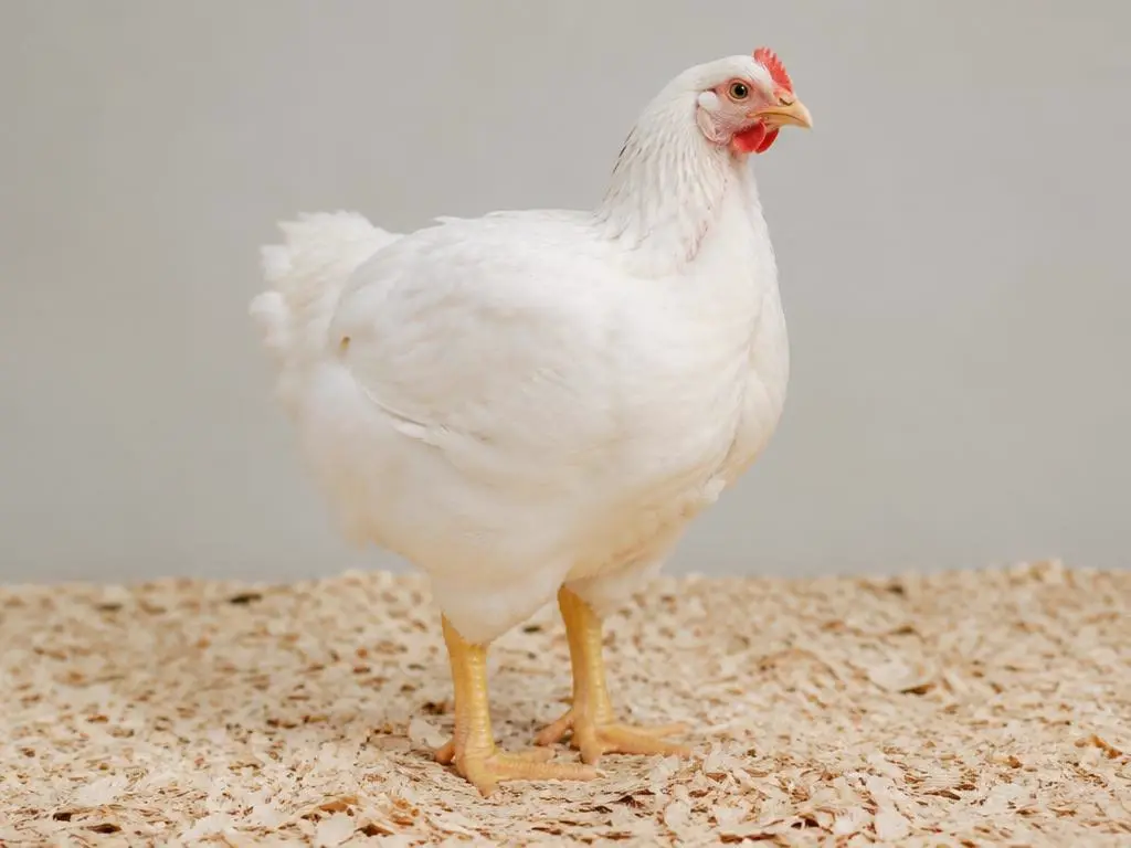 A healthy live broiler chicken